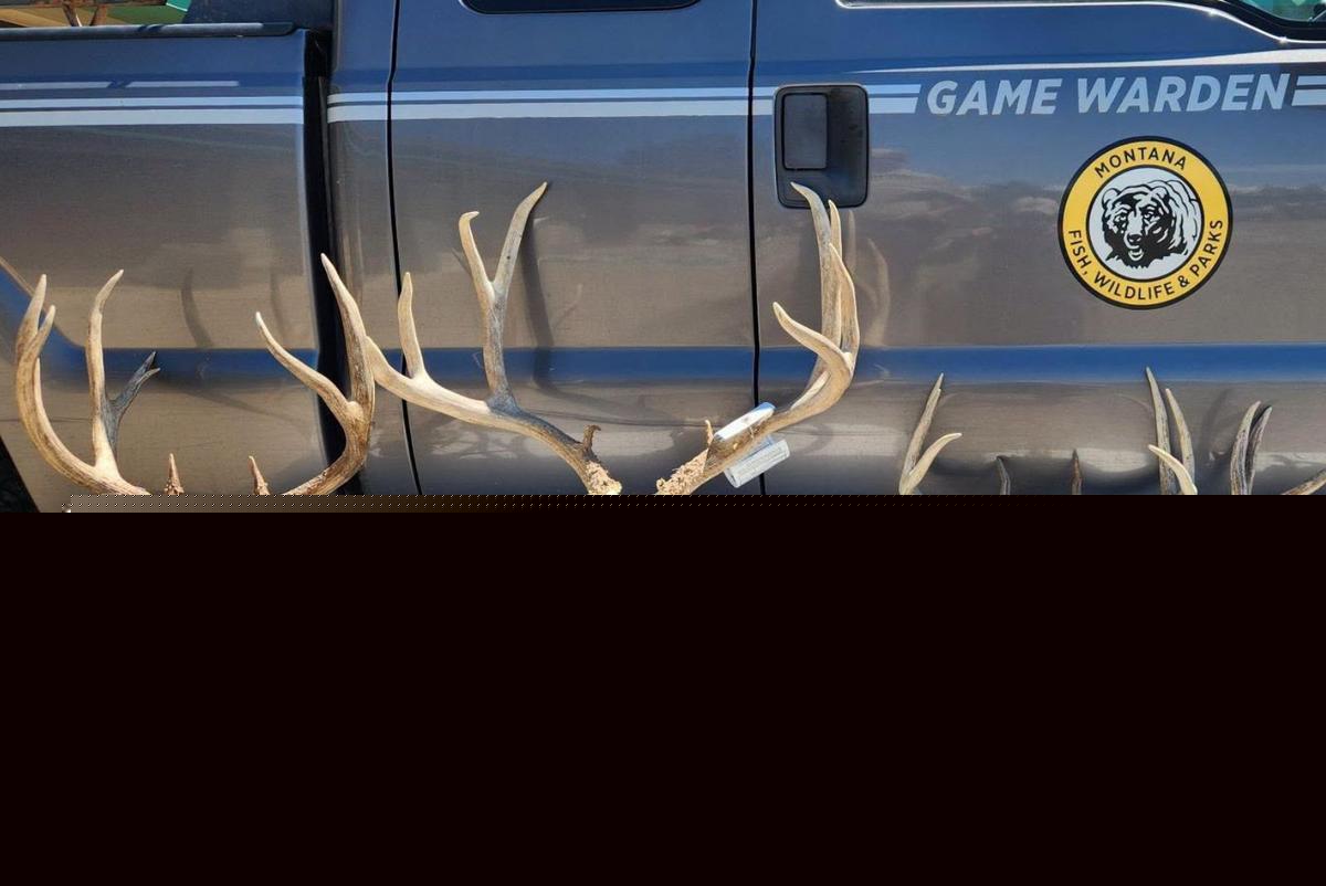 Poaching Gets Montana Men Fines and Loss of Hunting Rights