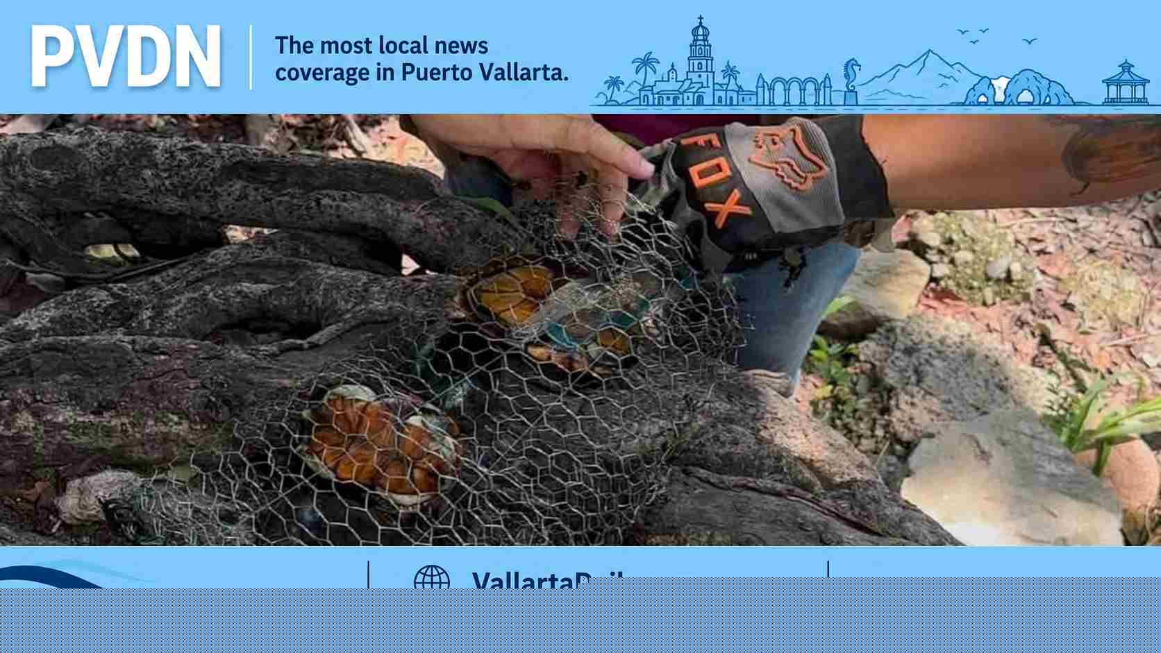 Rare Vallarta Turtle Rescued from Illegal Lagoon Trap