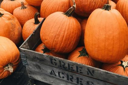 Michigan Ranks Among Top 5 U.S. Pumpkin Producers