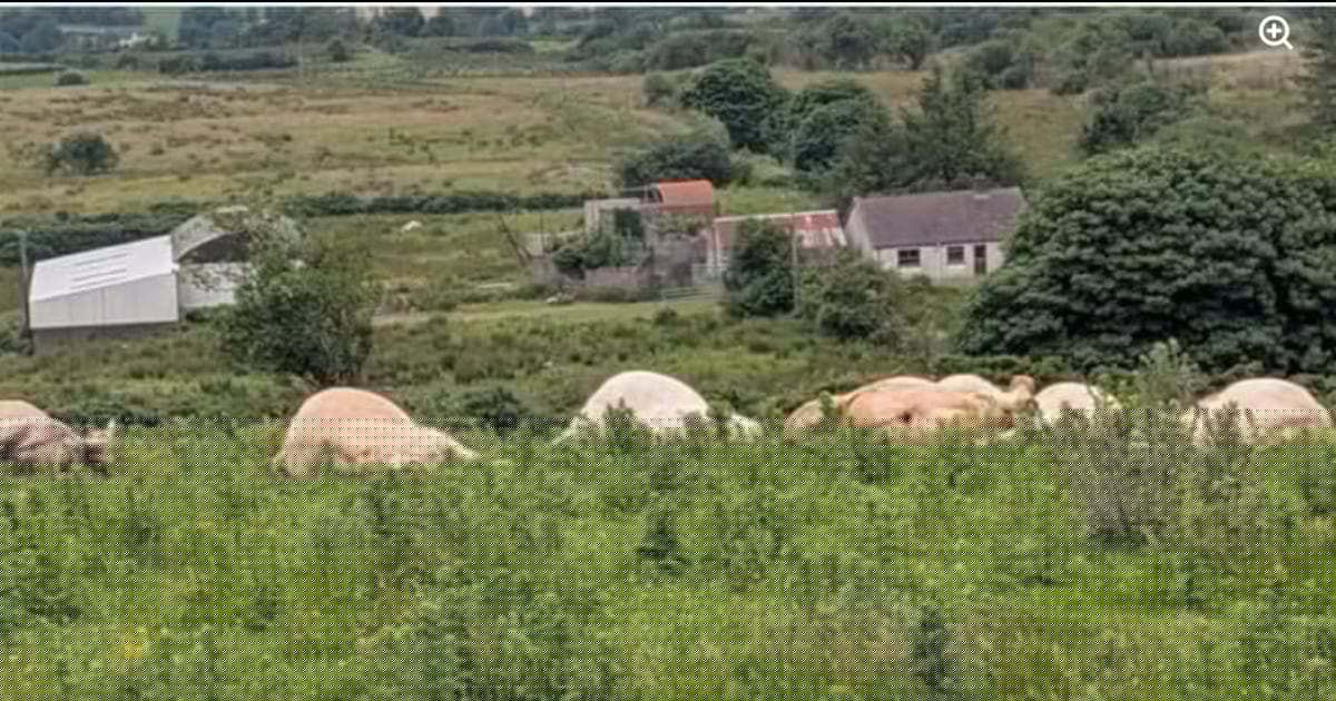 Former chief vet for Ireland to lead review into controversial Co Tyrone cattle cull
