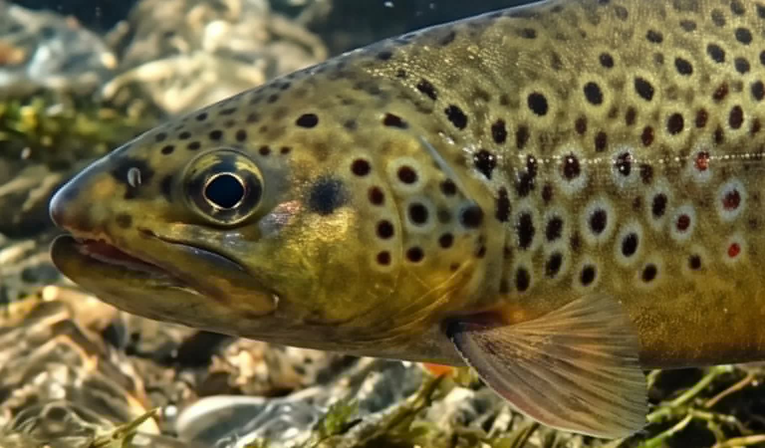 Essential Temperature Ranges for Trout Fishing Success