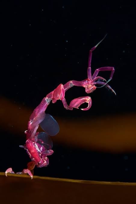 Animals - Skeleton shrimp