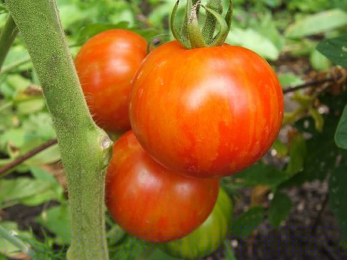 When to pick tomatoes for peak flavour and nutrition