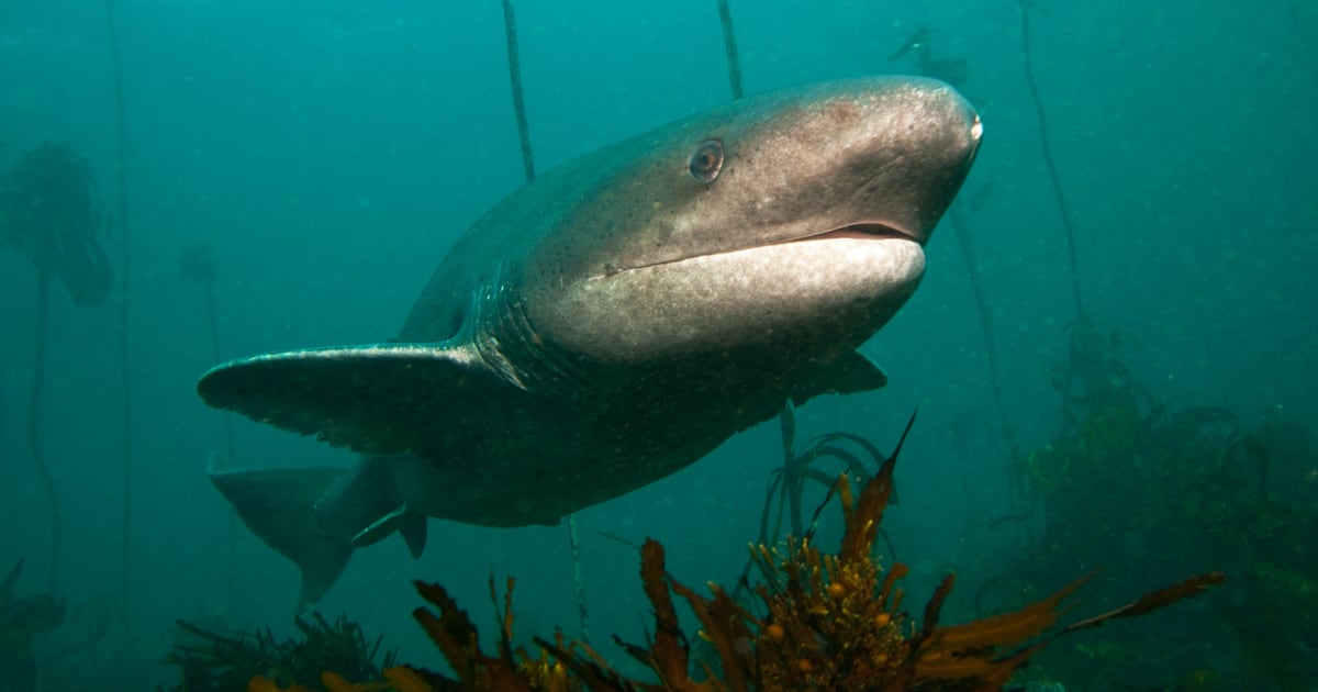 Man Accused of Filming Himself Wrestling Sharks Is Arrested
