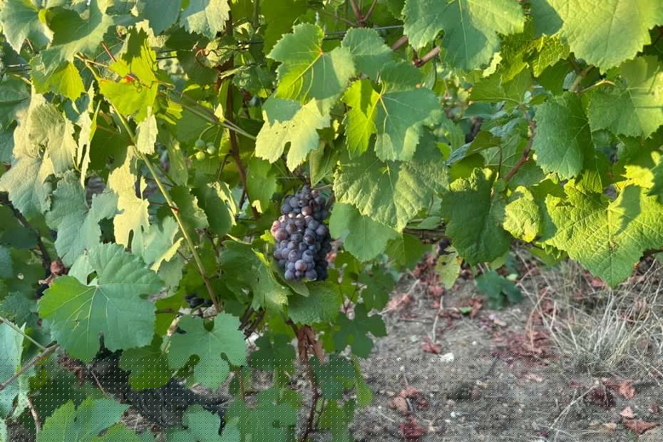 "Chaque année devient exceptionnelle" : les vendanges viennent de commencer en reuilly avec un mois et demi d'avance