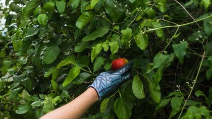 Cara Mengatasi Pohon Buah Tidak Berbuah, Panduan Lengkap untuk Panen Melimpah