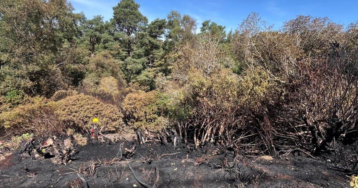 More than 50 firefighters battle 'challenging' fire in New Forest