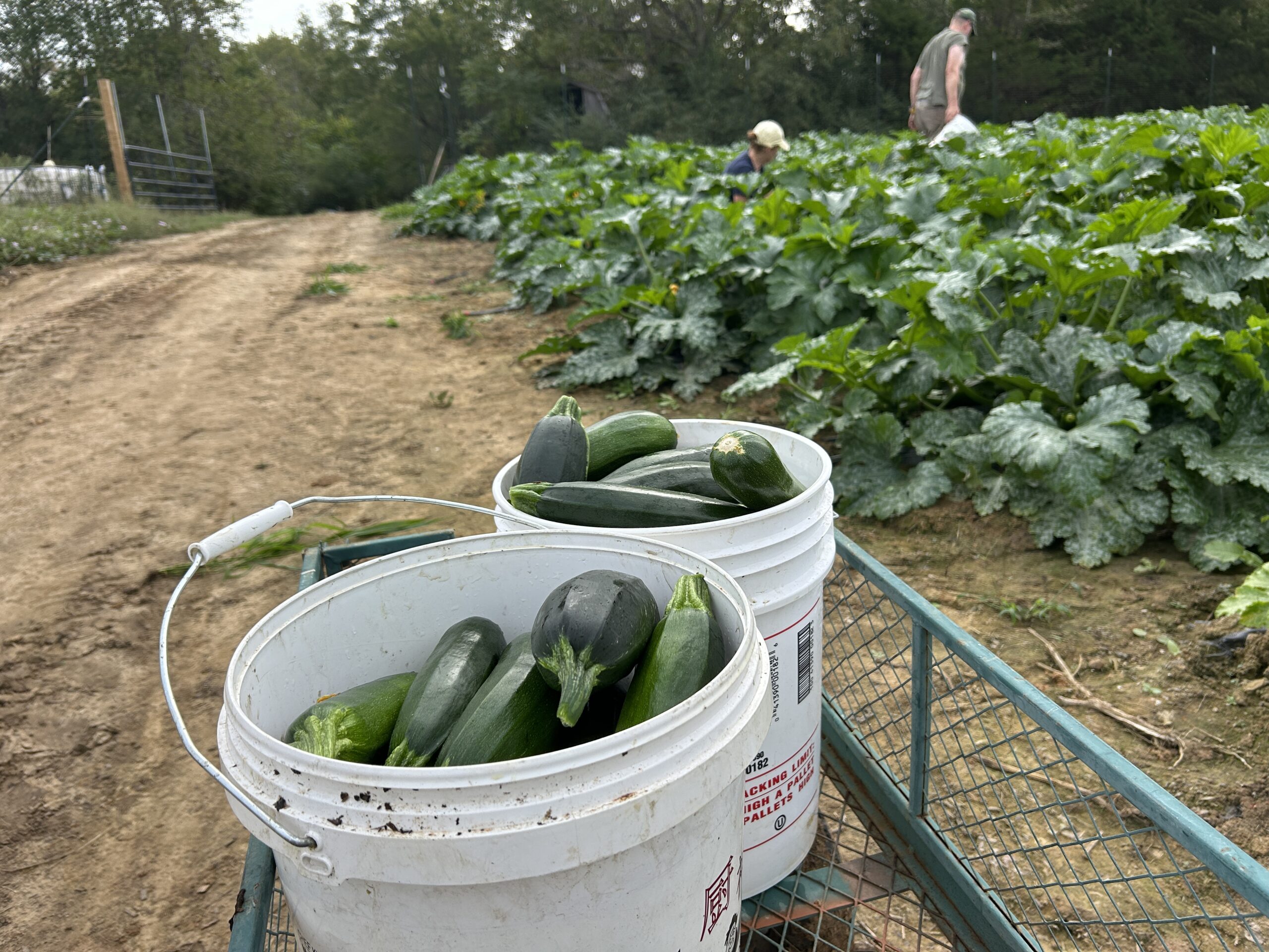 PHOTOS:  Rappahannock Education Farm hits first 800-pound harvest of the season