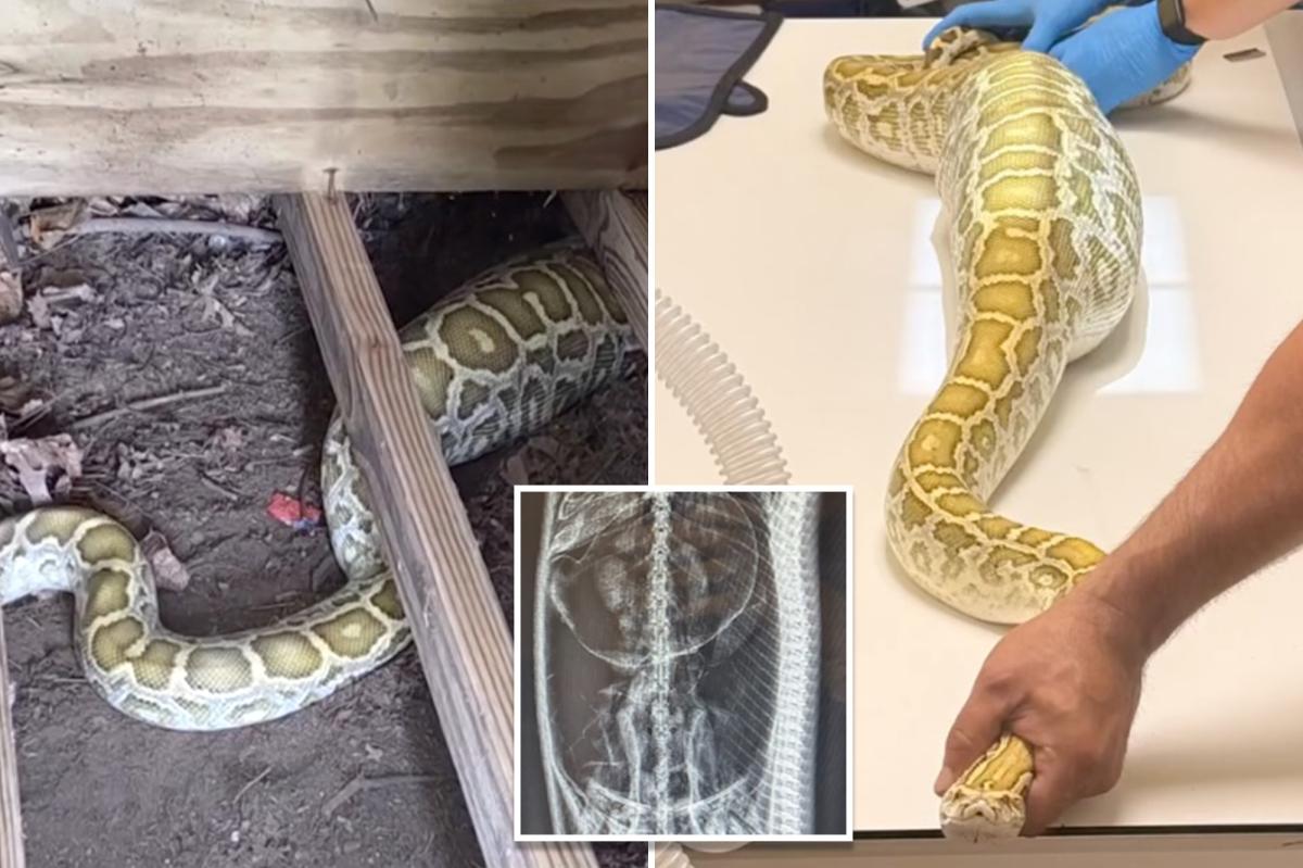 Massive python with swollen belly found under NJ family’s shed — with X-ray revealing its last meal