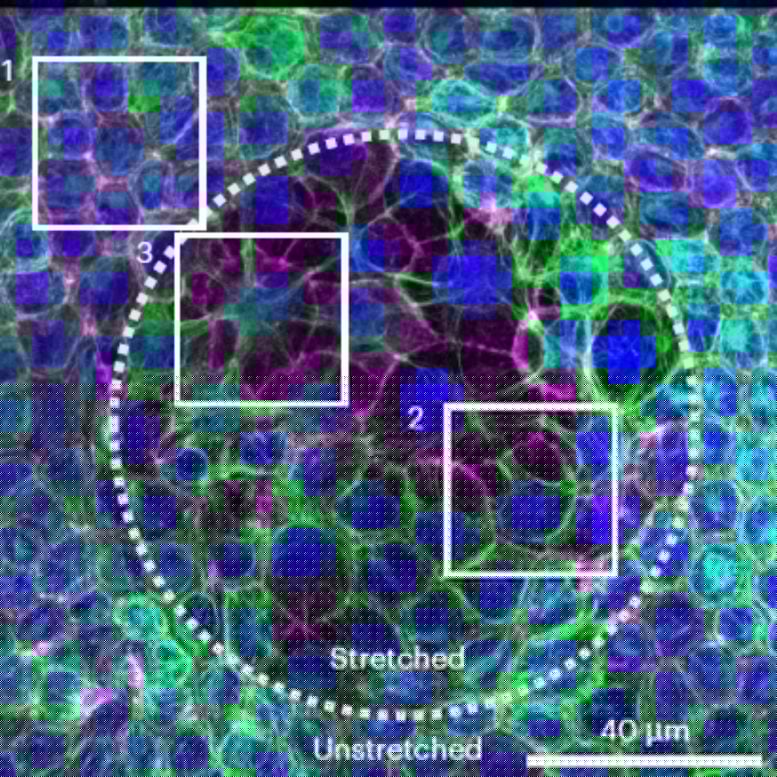 Cells Join Forces To Survive Prolonged Mechanical Strain