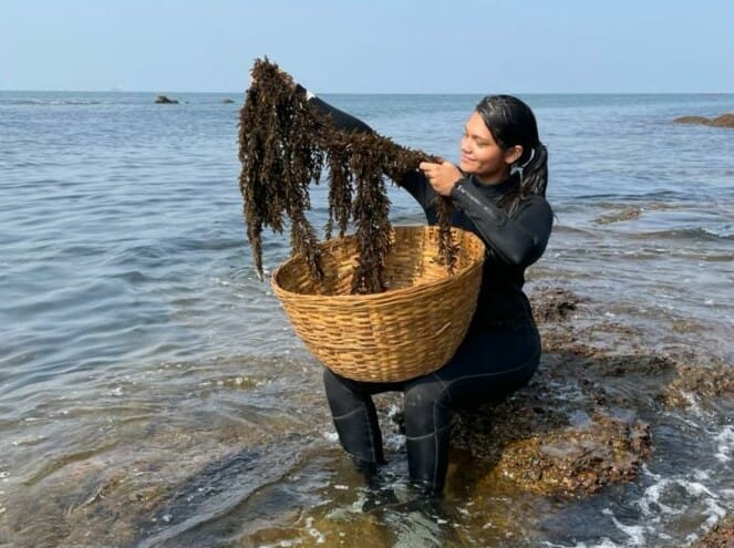 Seaweed farms promise livelihoods and biodiversity