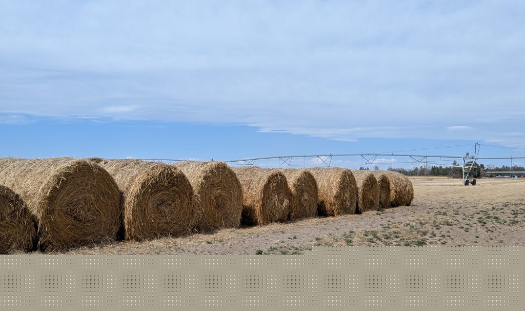 Buying feed during a drought — Keys to consider