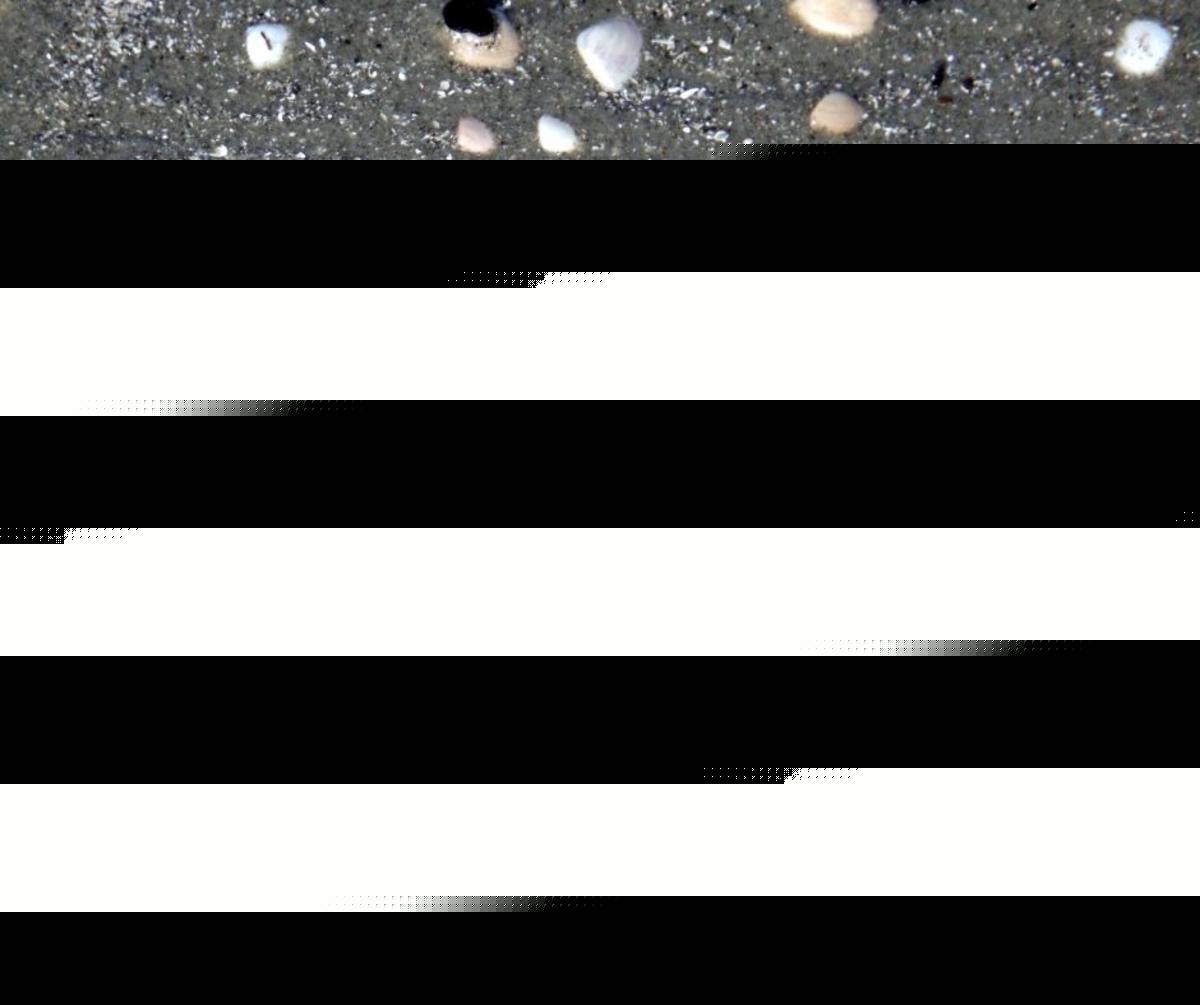 The Best Jersey Shore Beach to Search for Sand Dollars