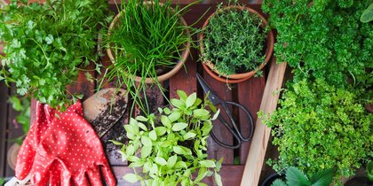 How to Grow the Most Flavorful Parsley, According to a Horticulturist
