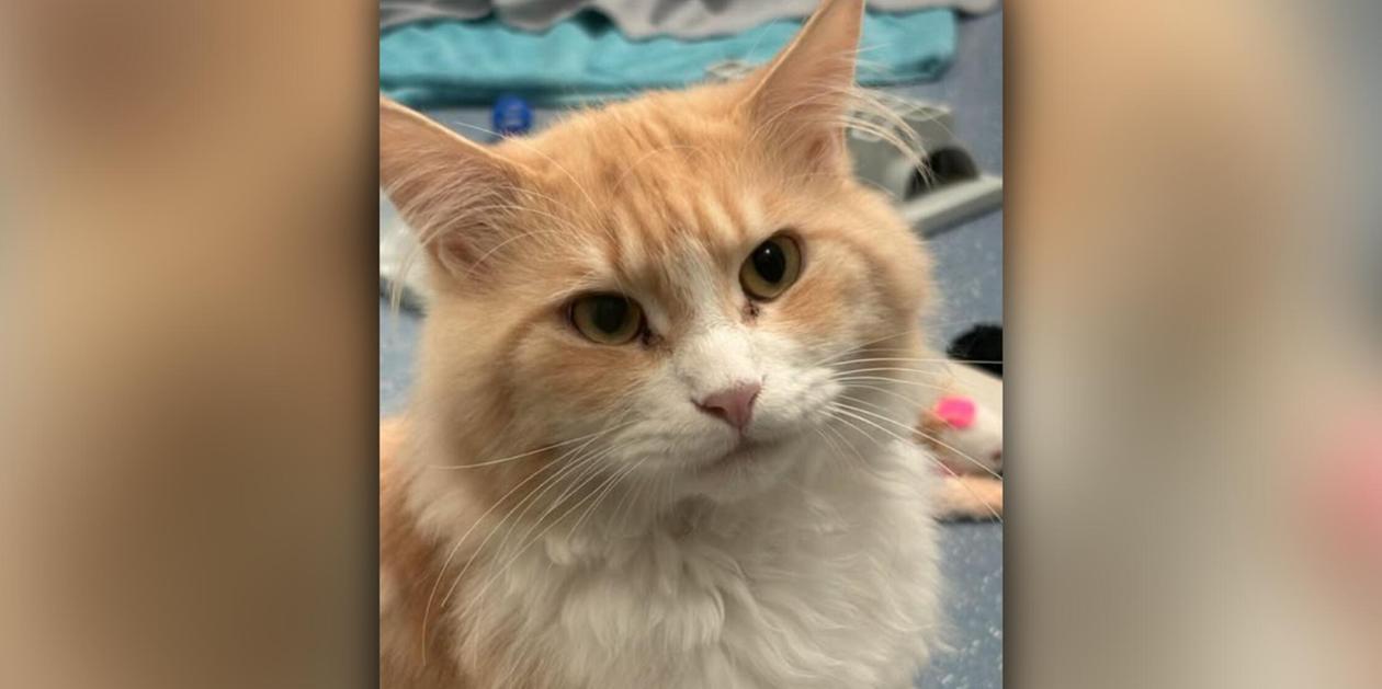 Mit Lebendfalle gefangen: In Nürnberg ausgesetzt - Kater Tristan hofft auf geduldige Menschen