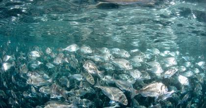 How a yeast derivative can improve fish transfer and wound healing