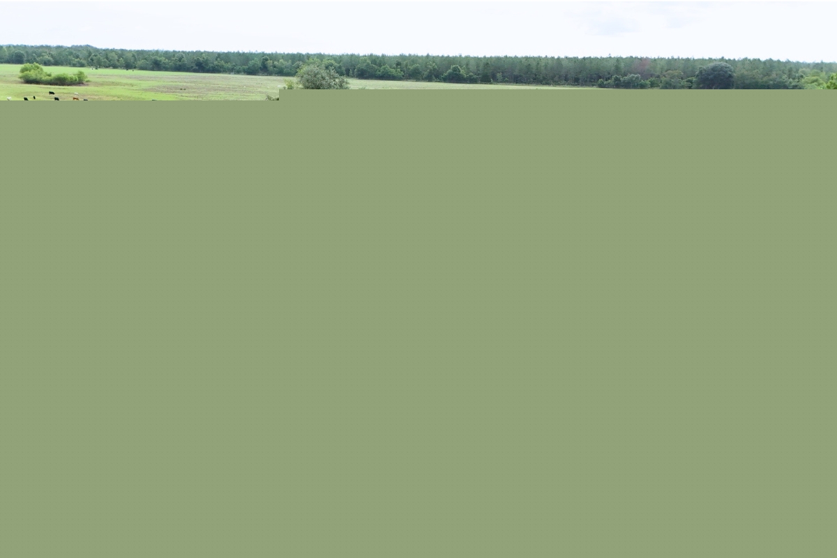 Alachua Conservation Trust protects 183 acres in Lafayette County