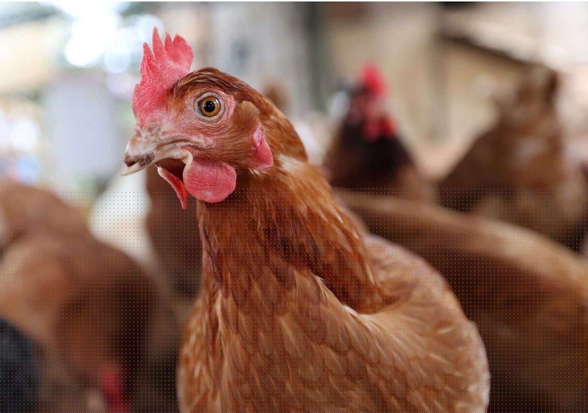 ‘That’s just cruelty’: Questions linger over motive in Lunenburg County poultry farm break-in that killed 10,000 chickens