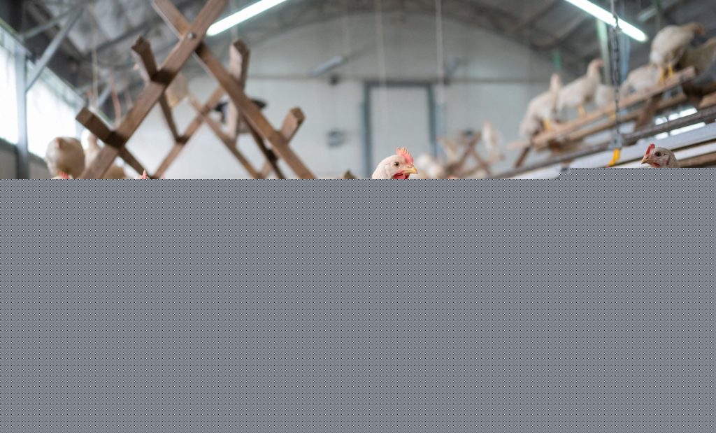 Brasil exporta mais carne de frango aos sauditas