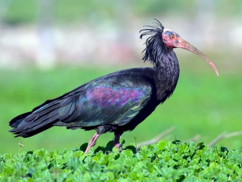 Animals - Northern bald ibis