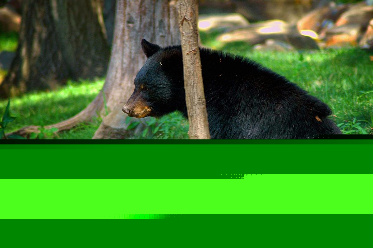 Missouri Homeowner Finds Massive Bear Waiting Outside Her Home