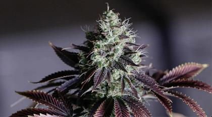Cannabis Waste Holds Rare Compounds With Medical Promise, New Research Reveals