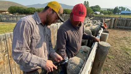 Lit Up Livestock? It Could Reduce Losses for Montana Ranchers