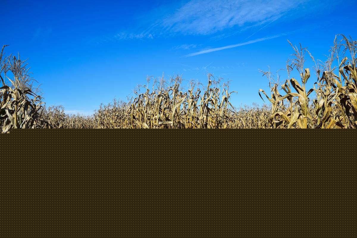 One of America’s Best Corn Mazes Is Right Here in Minnesota
