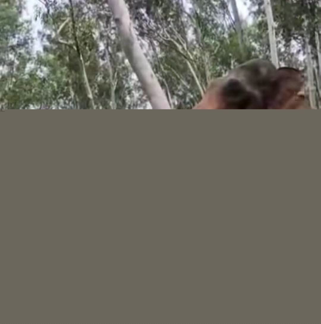 Youth faces music for teasing tusker