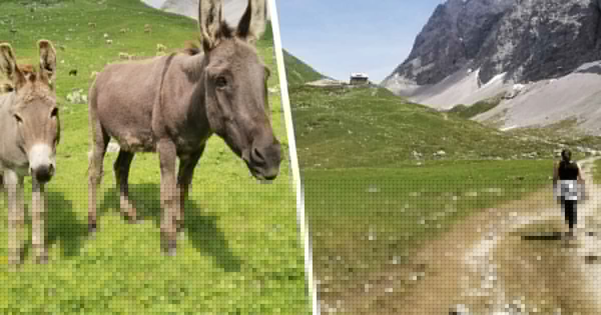 Nix wie los - Eine versteckte Hütte und ganz besondere Almtiere