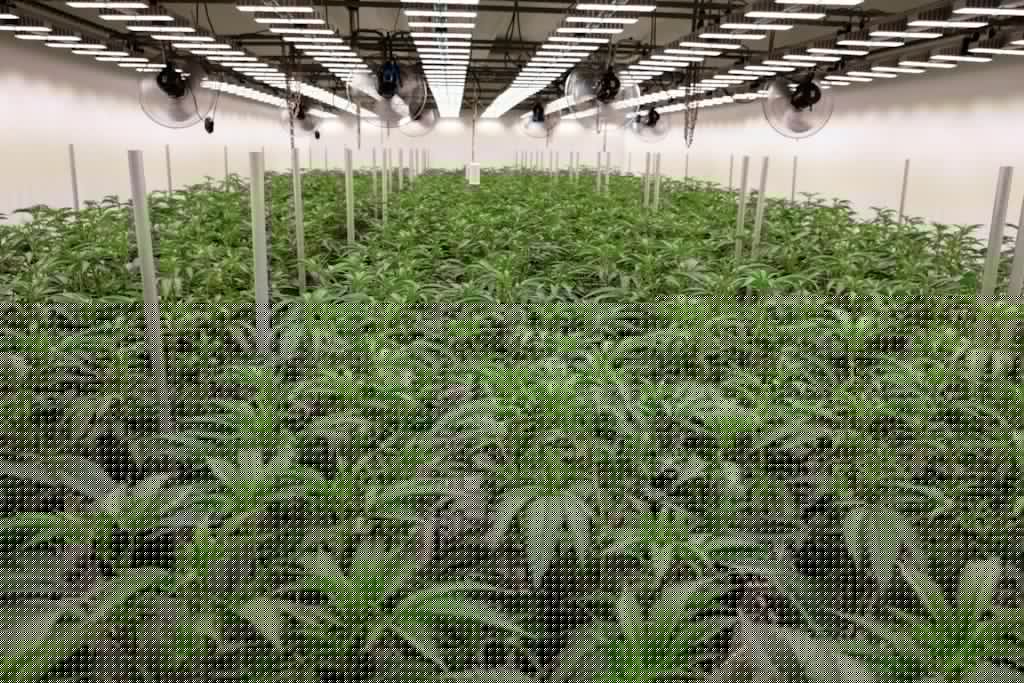 Cannabis-Legalisierung: Bilanz zeigt begrenzte Effekte – Schwarzmarkt floriert