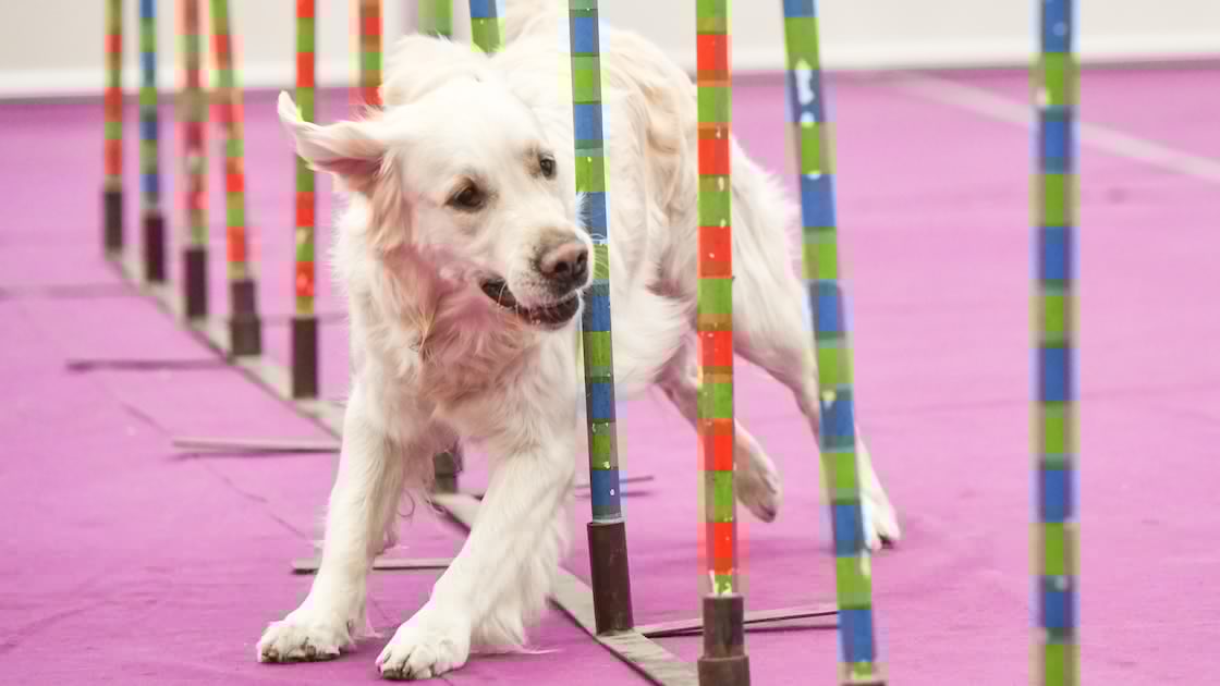 AKC Agility Team Challenge Championship 2026 Results, Winner and Highlights
