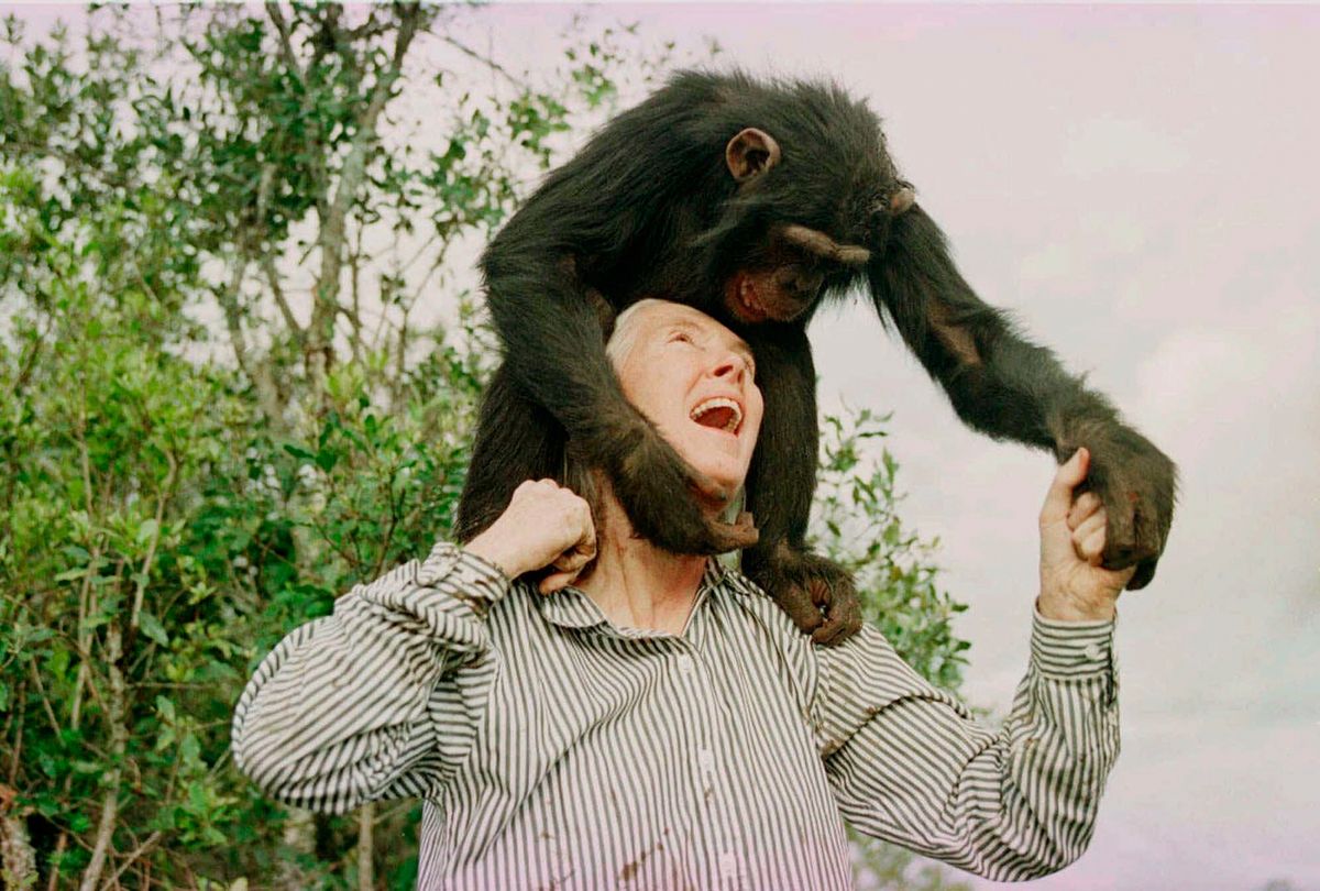 Remembering Jane Goodall in photos: the conservationist renowned for chimpanzee research