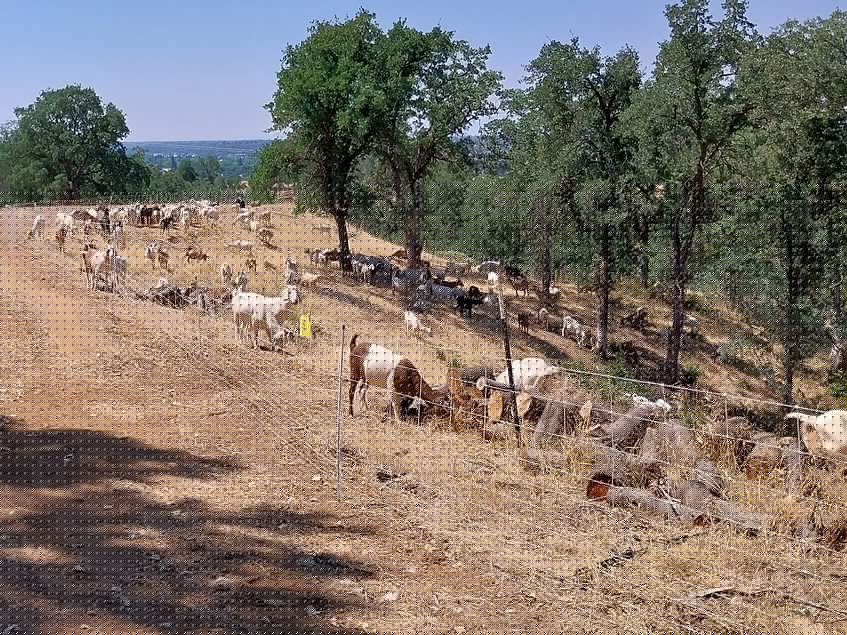 Lawmakers seek solution to skyrocketing goat herder wages