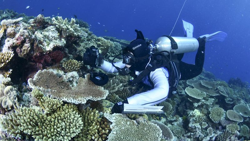 Australia’s bid to persuade the UN the Great Barrier Reef is doing better