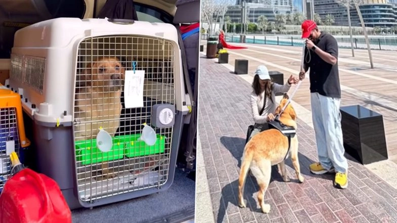 ‘Money is Replaceable, Love Isn’t’: Indian Couple Spends INR 15 Lakh and 6 Months in Transit to Bring Pet Dog to Australia