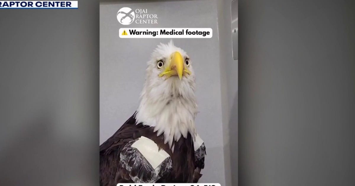 Big Bear bald eagle Jackie's road to recovery: A step-by-step timeline from rescue to ICU setback