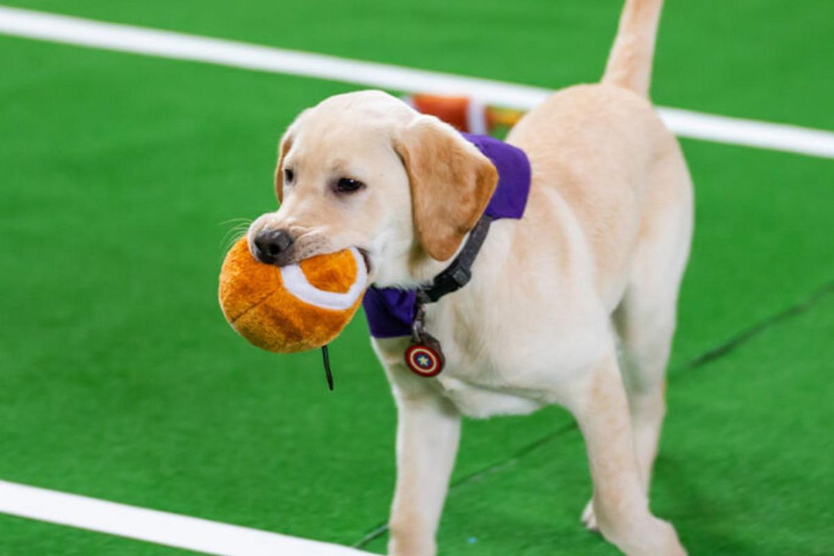 NJ’s most adorable “athletes” return for a slobbery Puppy Bowl
