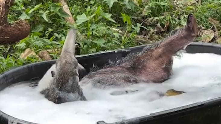 Ameisenbär nimmt Blubberbad - Ein viraler Hit zum Verlieben!