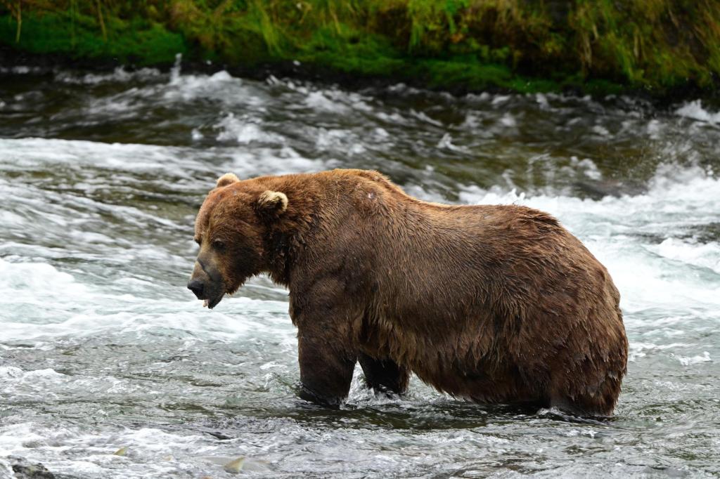 Chunk, a 1,200-pound bear with a broken jaw, wins Alaska’s popular Fat Bear Week contest