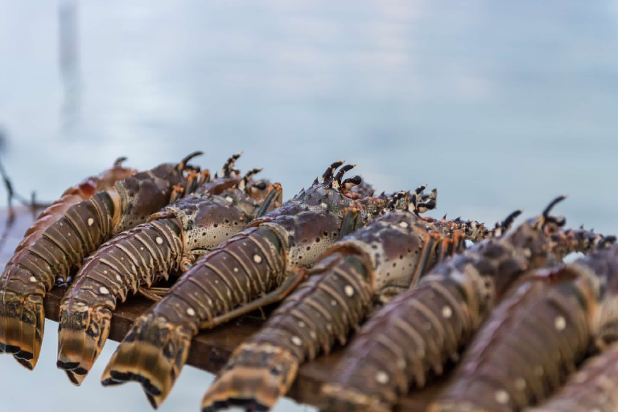 Comment on How Many Belize Lobsterfests Will You Attend in 2025? by What Is It Like to Live in Belize?