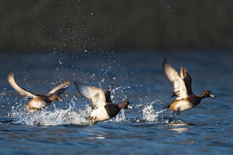 Avian Flu: The Great Debate Around H5N1