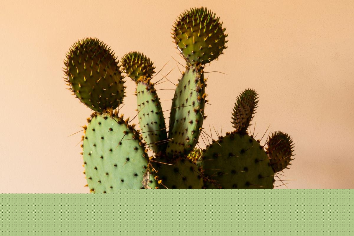Did You Know Minnesota Is Home To Two Cactus Plants?