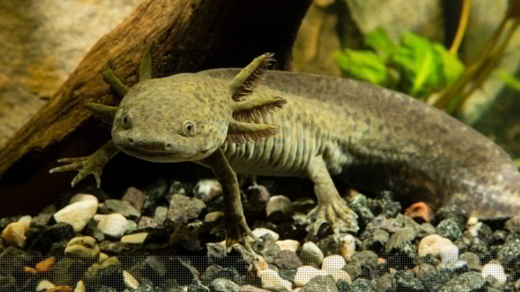Redescubrimiento del ajolote del Altiplano en Querétaro: 50 ejemplares hallados tras 15 años en peligro de extinción