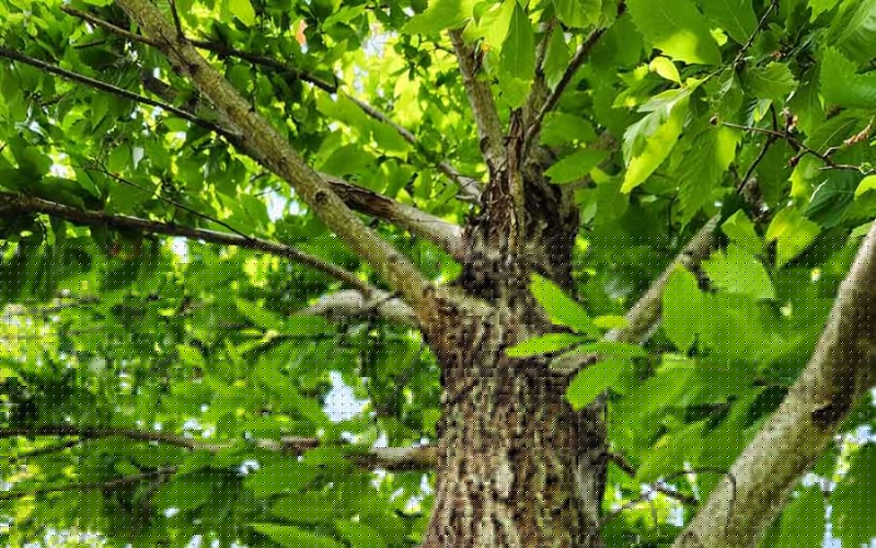 Saluda Garden Club to present program on American chestnut tree