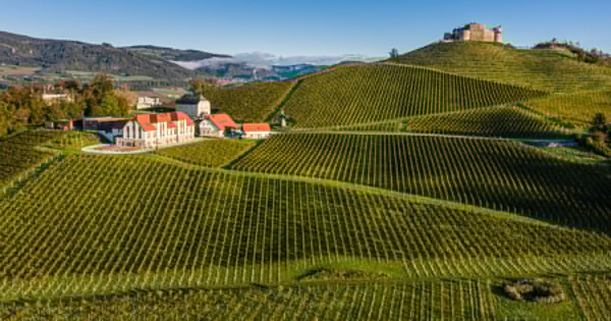 Sauvignon prämiert - Höchste Auszeichnung für das Weingut Taggenbrunn