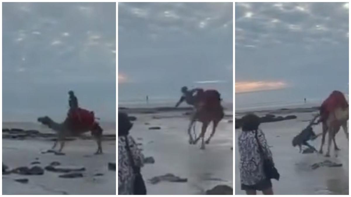 Shocking video captures rogue camel throwing off two tourists during Cable Beach ride, both hospitalised