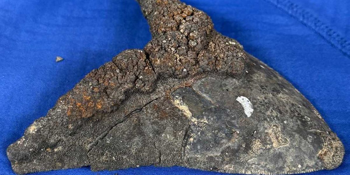 Huge Megalodon shark teeth scattered across the ocean floor filled with metals