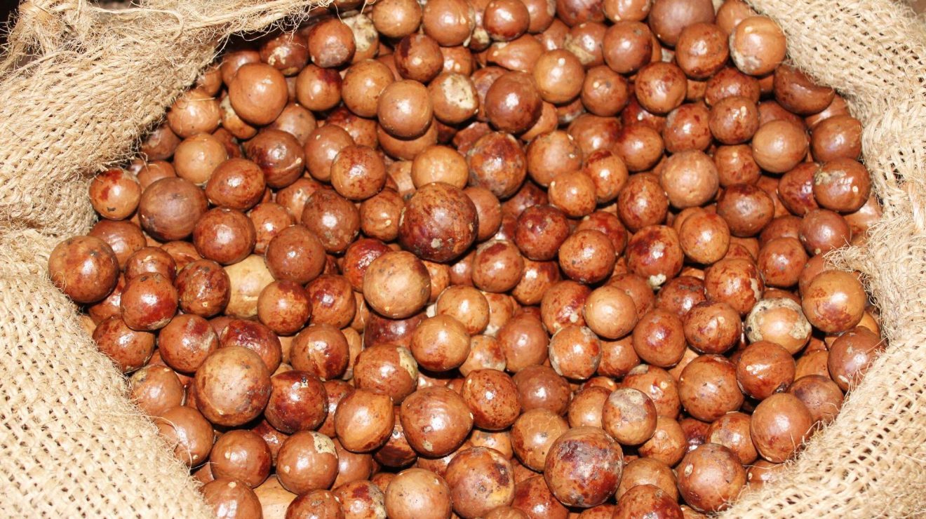 AFA to Reopen Macadamia Nut Harvesting and Trading from Feb 1