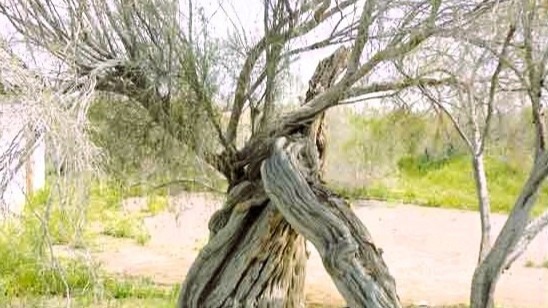 Surviving a Century: The Story of Turkmenistan’s Oldest Saxaul Tree